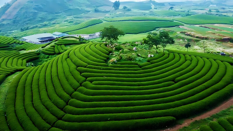 Những đồi chè xanh bát ngát tại Mộc Châu - Ảnh cảnh đẹp Việt Nam