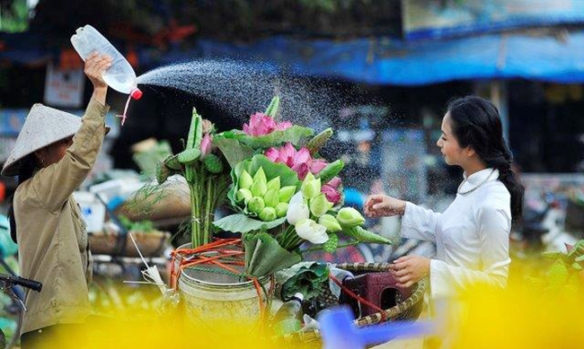 bức ảnh đẹp về sen trong đời sống văn hóa Việt Nam